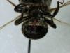 Megachile ericetorum